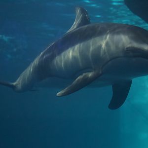 Pacific White-Sided Dolphine/ Lagenorhynchus obliquidens