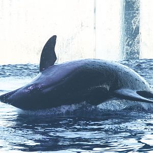 Pacific White-Sided Dolphine/ Lagenorhynchus obliquidens