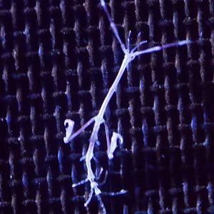 Skeleton Shrimp/ Caprellidae sp.