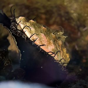 Red Abalone/ Haliotis rufescens