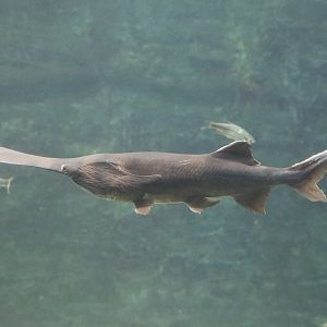 American Paddlefish/ Polyodon spathula
