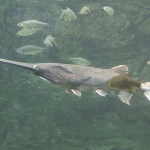 American Paddlefish/ Polyodon spathula