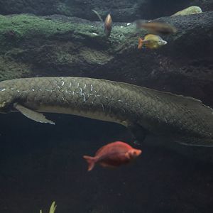 Australian Lungfish/ Neoceratodus forsteri