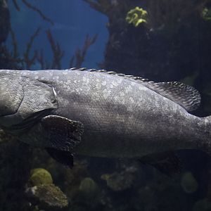 Giant or Queensland Grouper/ Epinephelus lanceolatus