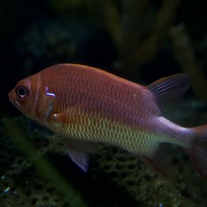 Silverspot Squirrelfish/ Sargocentron caudimaculatum