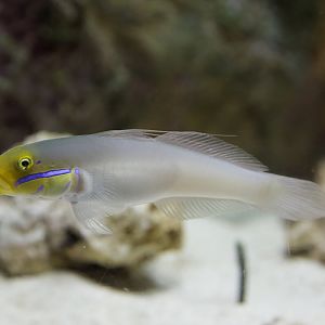 Blue-Band Goby/ Valenciennea strigata