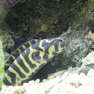 Engineer Goby/ Pholidichthys leucotaenia