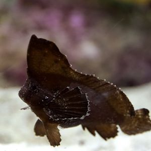 Cockatoo Waspfish/ Ablabys taenianotus