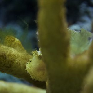 Sailfin Leaf Scorpionfish/ Taenianotus triacanthus