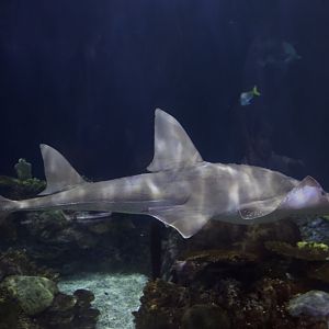 White-Spotted Guitarfish/ Rhinobatos albomaculatus