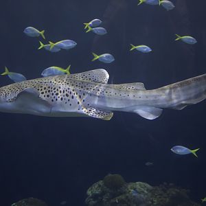Zebra Shark/ Stegostoma tigrinum