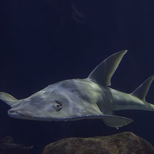 White-Spotted Guitarfish/ Rhynchobatus australiae