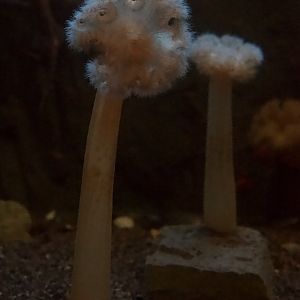 Clonal Plumose Anemone/ Metridium senile