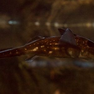 Spotted Ratfish/ Hydrolagus colliei