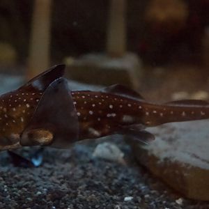 Spotted Ratfish/ Hydrolagus colliei