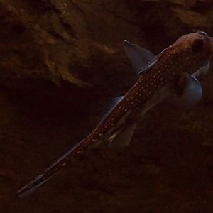 Spotted Ratfish/ Hydrolagus colliei