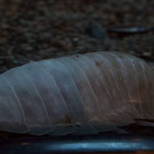 Giant Isopod/ Bathynomus giganteus