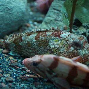 California Scorpionfish/ Scorpaena guttata and a Rockfish