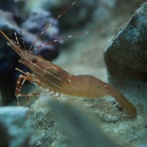 Pacific Spotted Shrimp/ Pandalus platyceros
