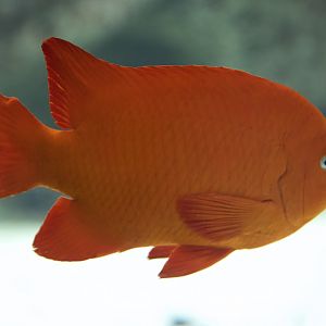 Garibaldi/ Hypsypops rubicundus