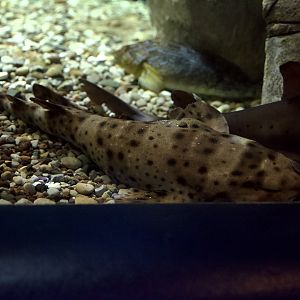 Swell Shark/ Cephaloscyllium ventriosum and Horn Shark/ Heterodontus francisci