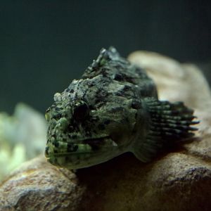 Lingcod/ Ophiodon elongatus