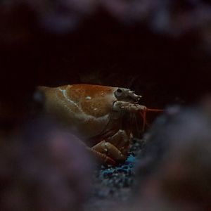 American Lobster/ Homarus americanus