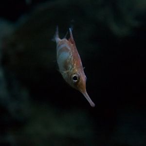 Longspine snipefish/ Macroramphosus scolopax