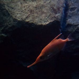 Longspine snipefish/ Macroramphosus scolopax