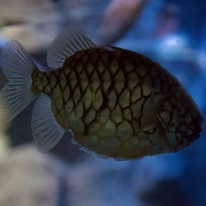 Pineapplefish/ Cleidopus gloriamaris