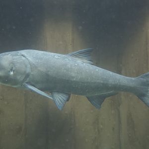 Bighead Carp/ Hypophthalmichthys nobilis