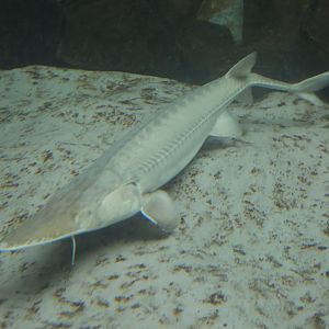 Pallid Sturgeon/ Scaphirhynchus albus