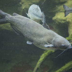 Channel Catfish/ Ictalurus punctatus