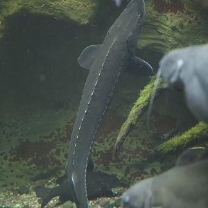 Lake Sturgeon/ Acipenser fulvescens