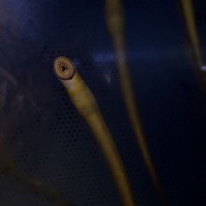 Sea Lamprey/ Petromyzon marinus