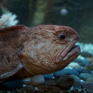 Bering Wolffish/ Anarhichas orientalis