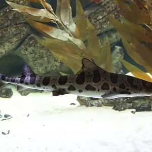 Leopard Shark/ Triakis semifasciata