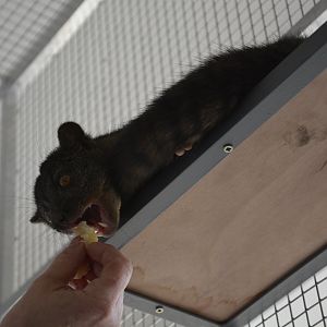 African palm civet
