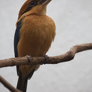 Guam Kingfisher/ Todiramphus cinnamominus