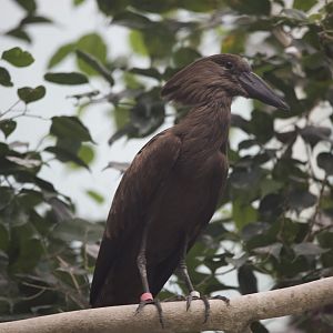 Hamerkop/ Scopus umbretta