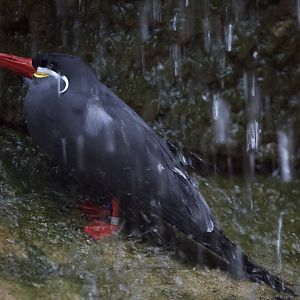 Inca Tern/ Larosterna inca