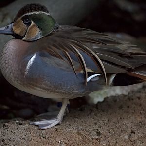 Baikal Teal/ Sibirionetta formosa