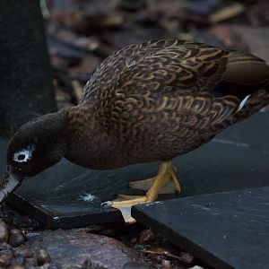 Laysan Duck/ Anas laysanensis