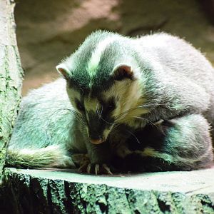 Javan ferret badger