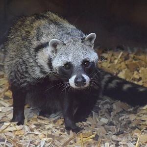 African civet