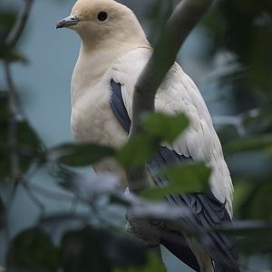 Pied Imperial Pigeon/ Ducula bicolor