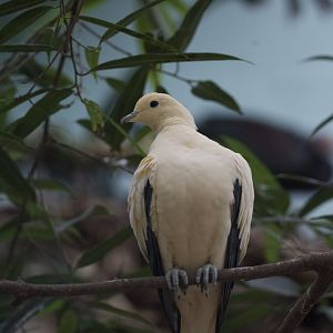 Pied Imperial Pigeon/ Ducula bicolor