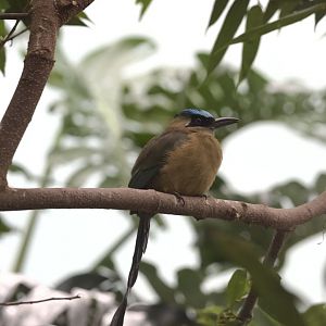 Blue-Crowned Motmot/ Momotus coeruliceps