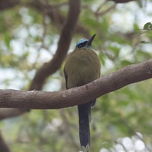 Blue-Crowned Motmot/ Momotus coeruliceps