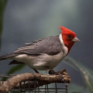 Red-Crested Cardinal/ Paroaria coronata